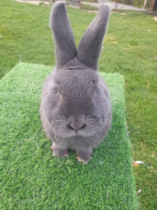 Samce wiedenski niebieski rodowód