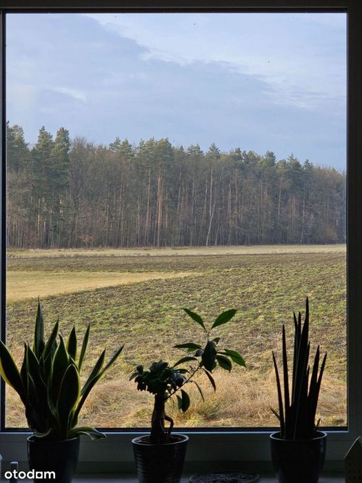 Nowa rezydencja na skraju lasu