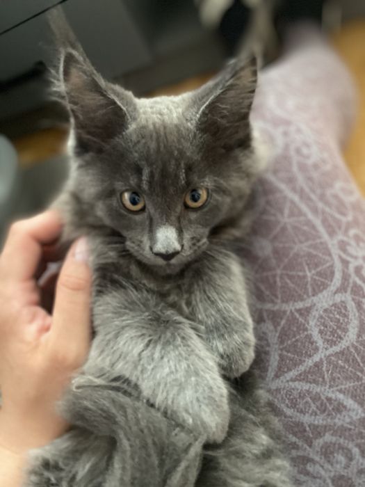 Niebieski dymny kocurek Maine Coon