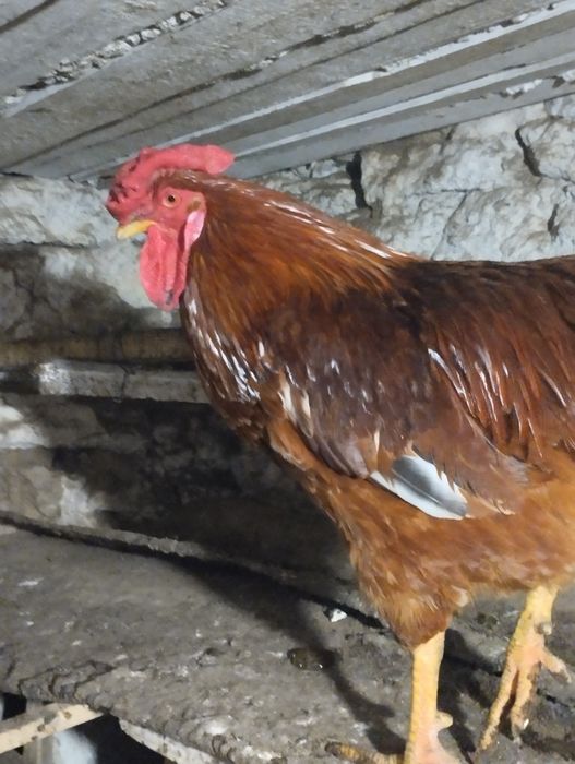 Продаю iнкубацiйне яйце