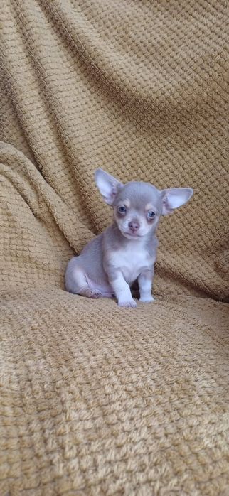 Szczeniaki chihuahua