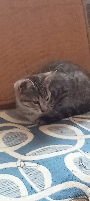 Gatinhos para adopção responsável