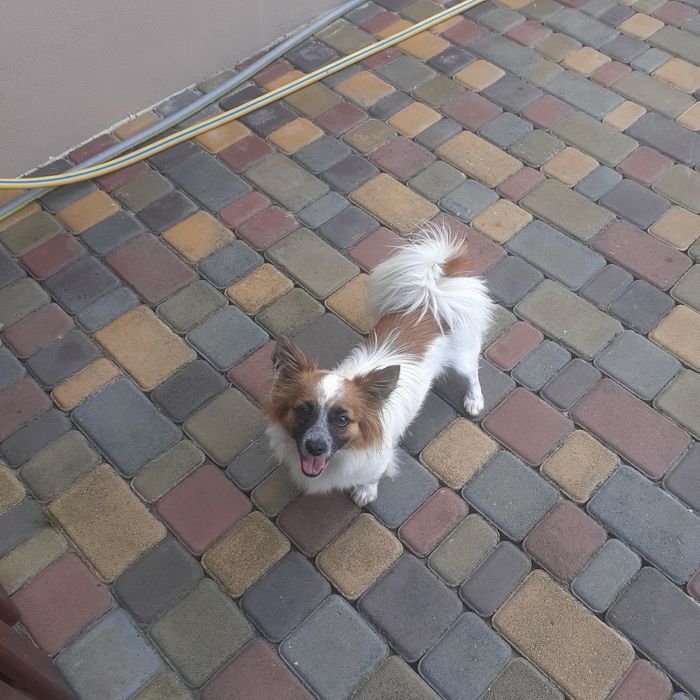 Отдам собачку в хорошие  руки