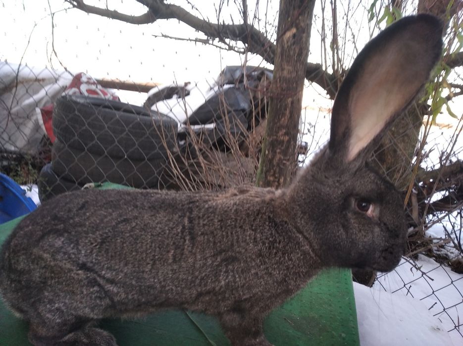 Sprzedam samiczkę boż