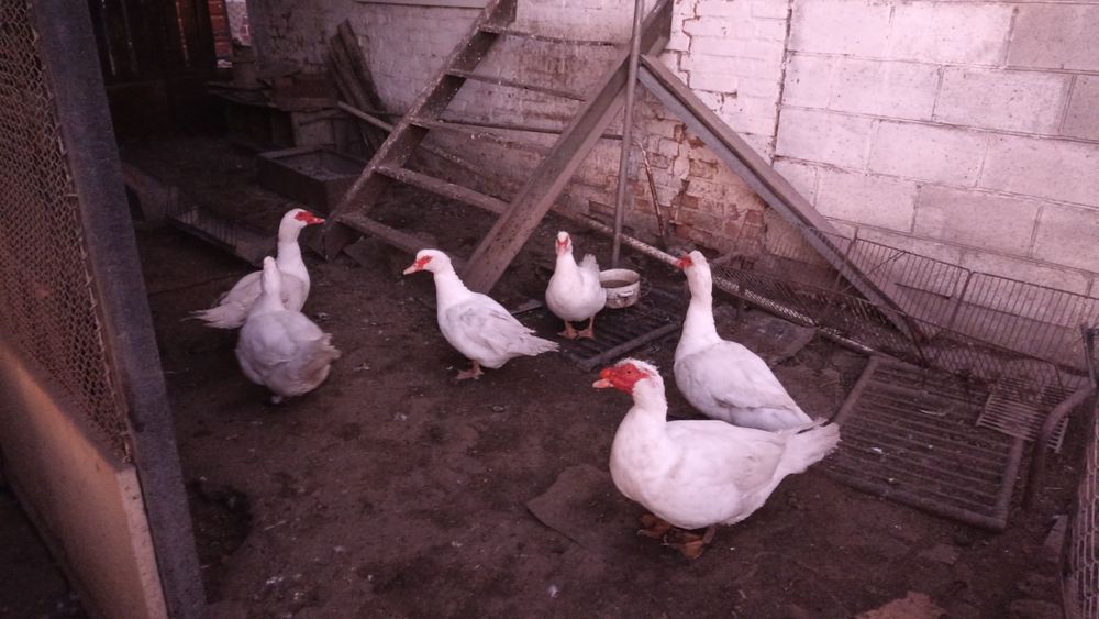 Індо качки ( мускусні)