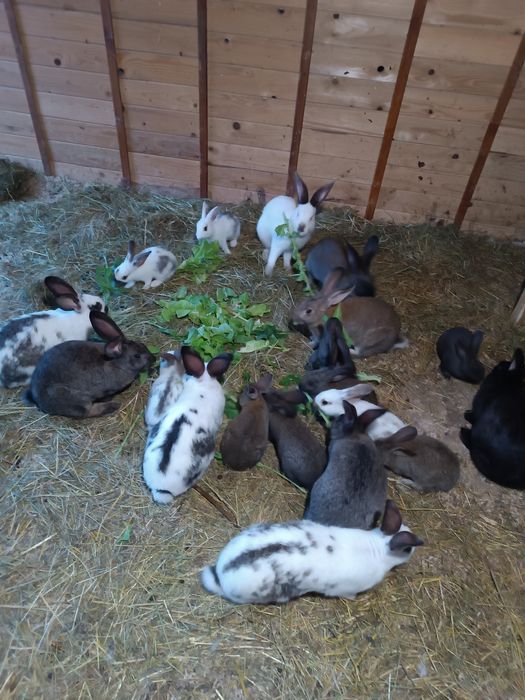 Кролики різного віку