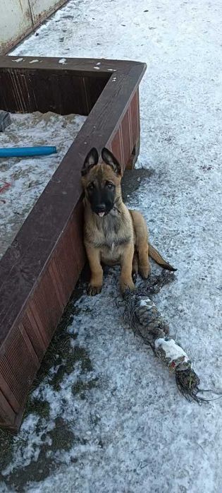 Майбутня захисниця вашої родини! Щеня бельгийской вівчарки малінуа!