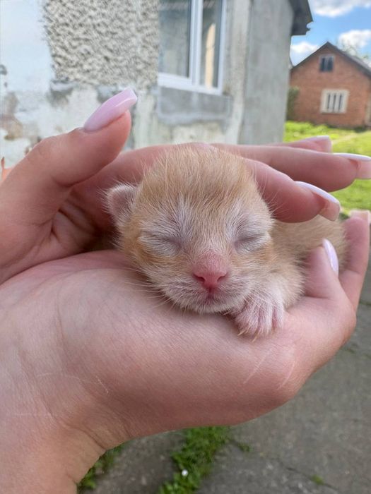 Відеємо котиків у добрі руки