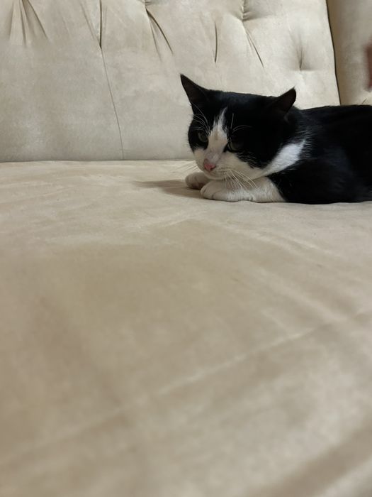 Котик 5 місяців хлопчик.