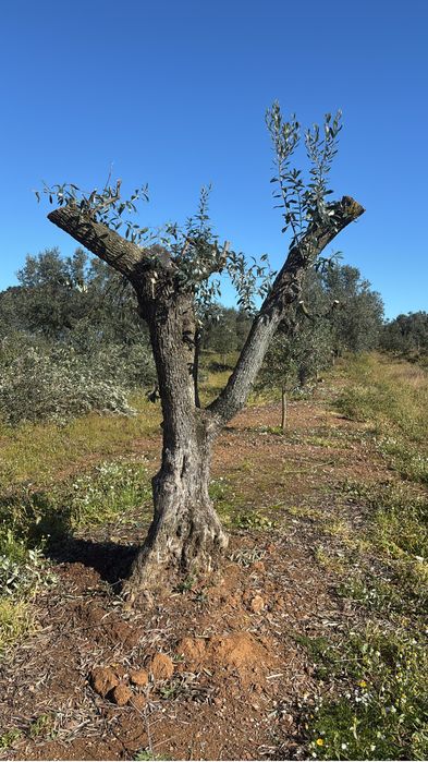 Oliveiras centenarias