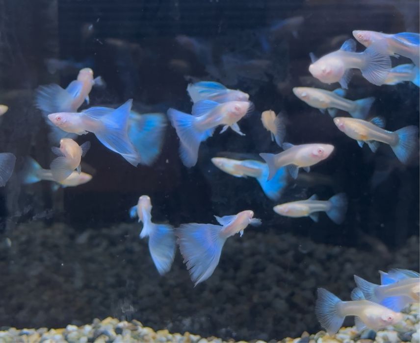 Casais Guppy Sky Blue