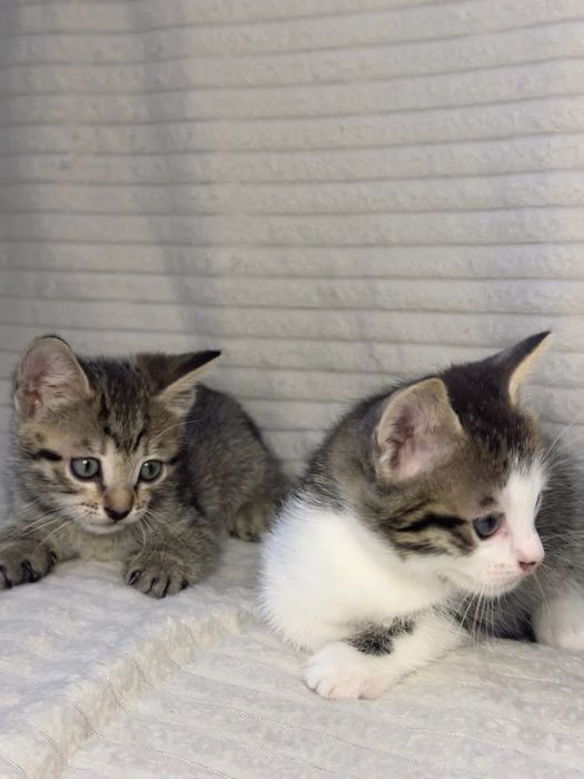 Віддам безкоштовно Кошенят, котят, котенят котик та кішка