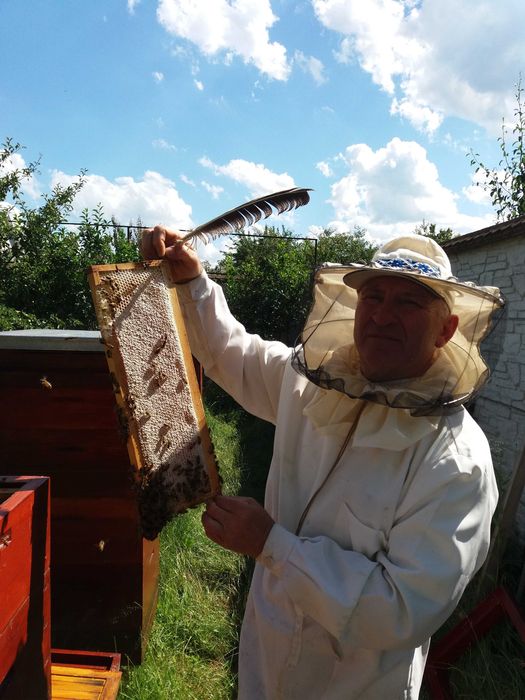 Продам пасіку з бджолами