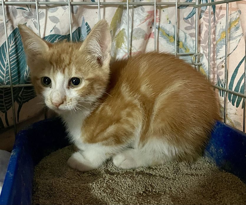 Котенок мальчик маленький рыжий мраморный с белым кошеня хлопчик рудий