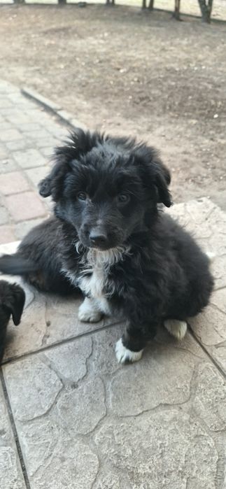 PIESKI  2 miesięczne