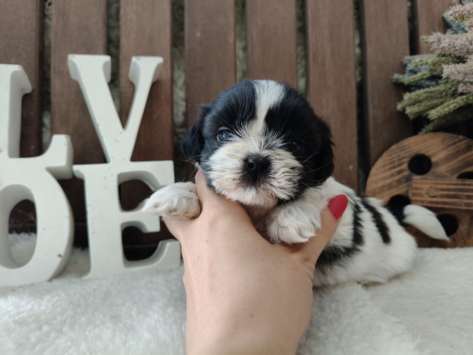 Shih Tzu machinho