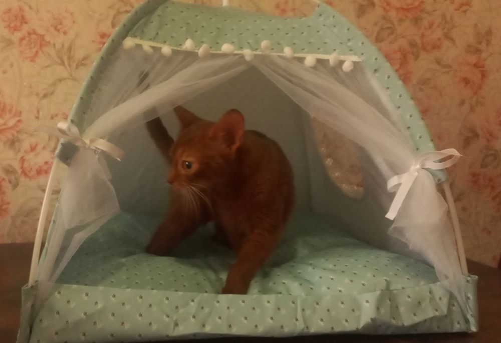 Абиссинский котёнок девочка