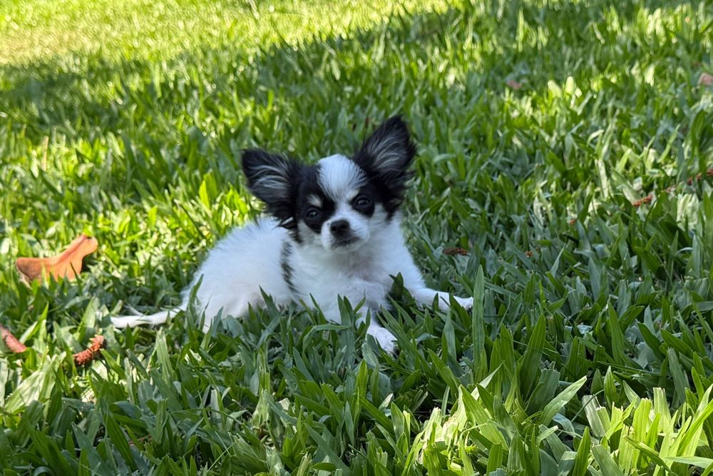 Chihuahua de pelo comprido