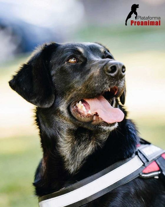 FRODO - Cãozinho para Adoção