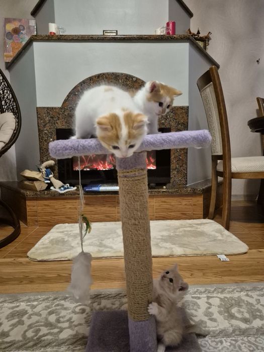 Віддамо котиків в добрі руки
