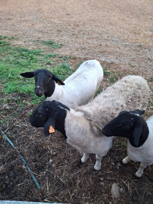 Ovinos das Raças,  Berouchon du Cher, e Dorper Branco