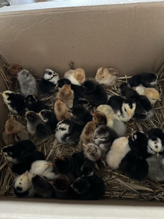 Kurczęta kochin miniatura
