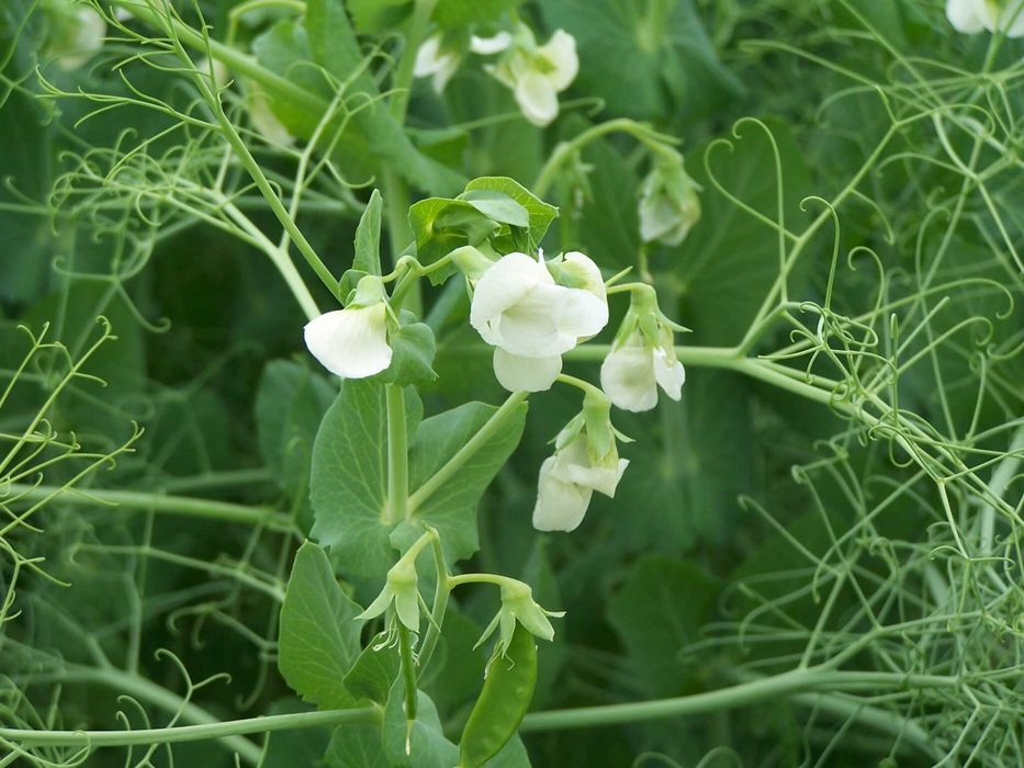 Groch Batuta Kwalifikowany Mat Siewny C/1 Producent Wysyłka 2300 Netto