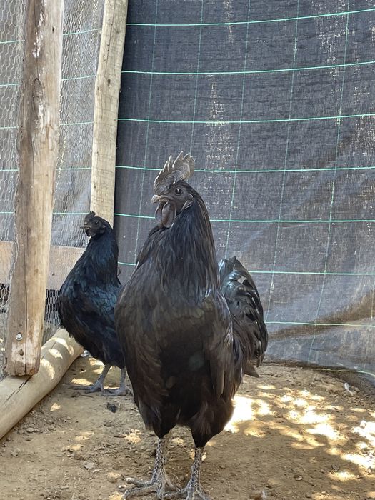 Ovos galados Ayam Cemani