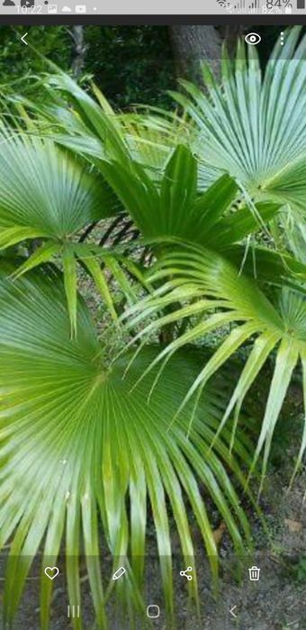 Vendo abacateiro hass azevinho e palmeira