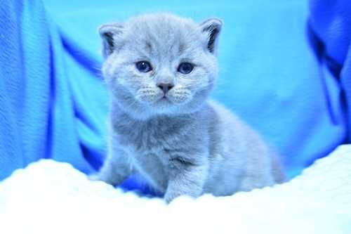 Kotek Kocurek brytyjski odbiór Walentynki 2026