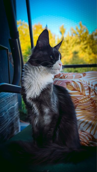 Piekna 1,5 roczna kotka maine coon