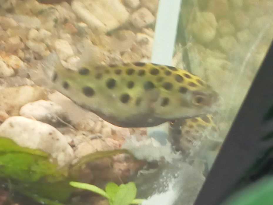 Peixe balão(tetraodon nigroviridis)