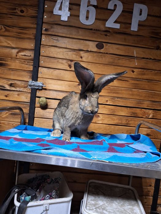 Króliki Belgijskie  Bos