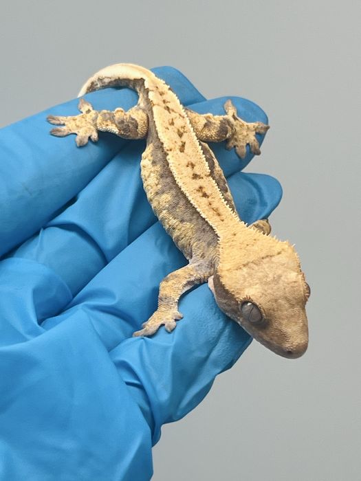 Gekon orzesiony pinstripe