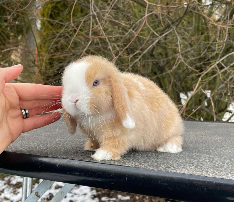 Coelhos anões orelhudos bebés