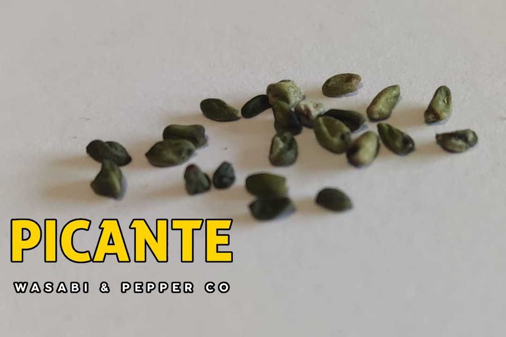 Sementes de Wasabi Verdadeiro (Wasabia japonica)