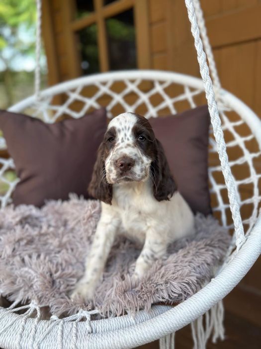 Cocker spaniel Piesek