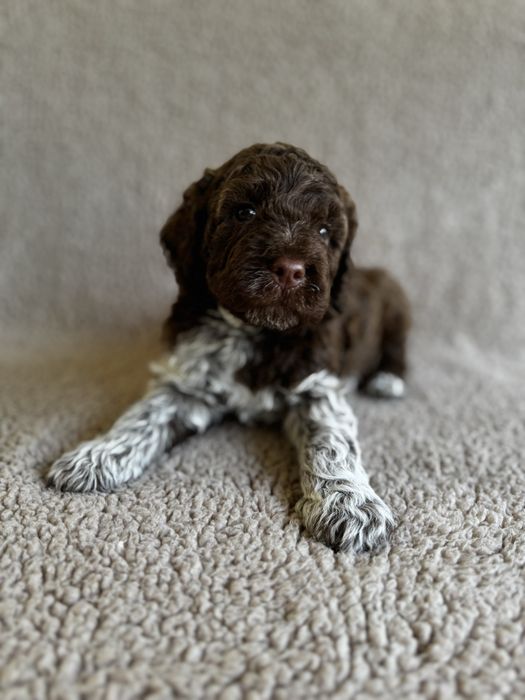 Lagotto Romagnolo- brązowy piesek FCI