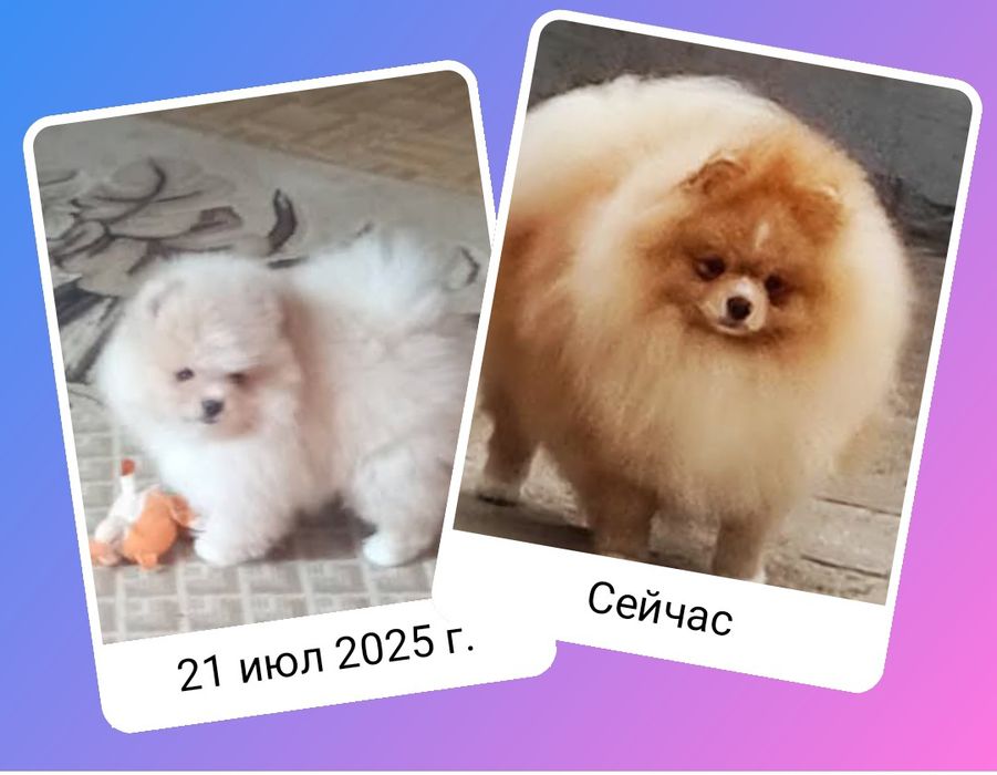 очень куражный мальчик померанского шпица