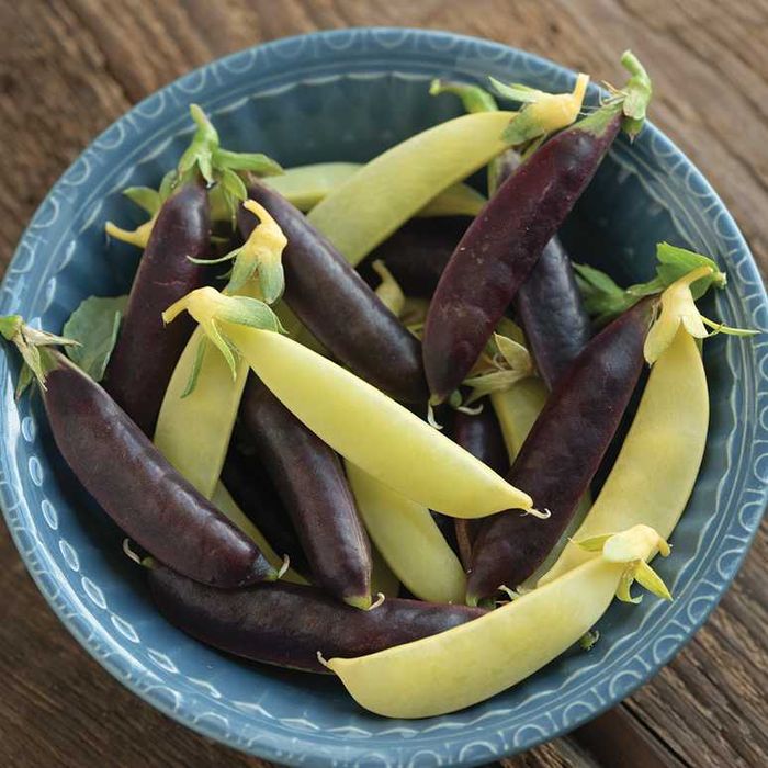 Semenes de Ervilha de vagem AMARELA gourmet