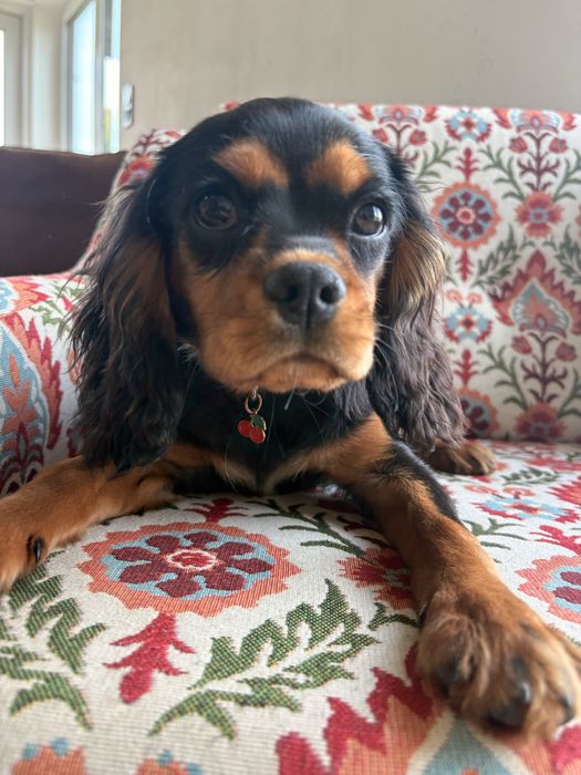 Cavalier King Charles Spaniel piesek.