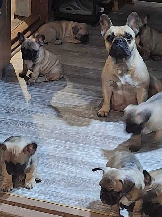 Дуже гарні породні цуценята французського бульдога