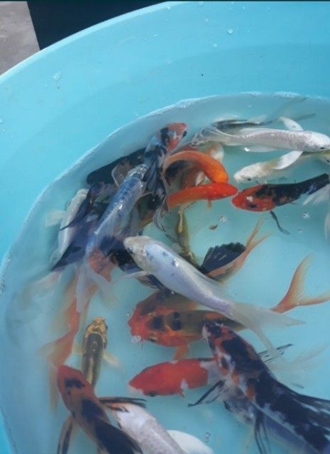 Karp koi butterfly karaś ozdobny orfa amur tołpyga