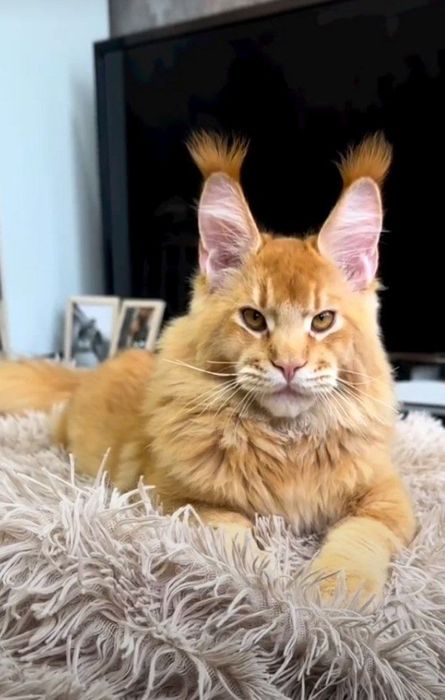 Vip mainecoon кошенята