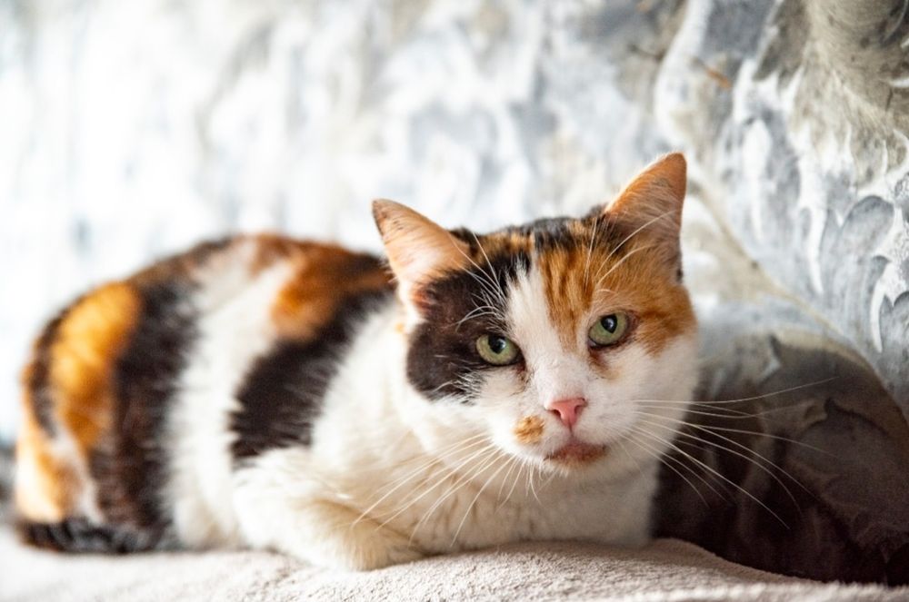 Отдам даром в добрые руки трехцветную кошечку