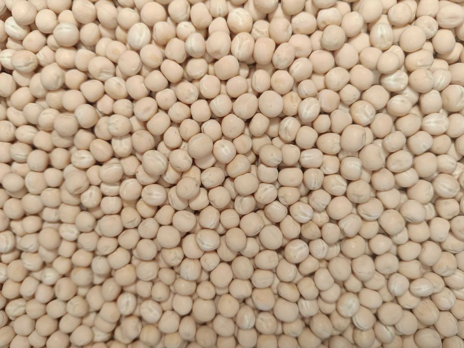 Насіння гороху для мікрозелені (мікрогрін)