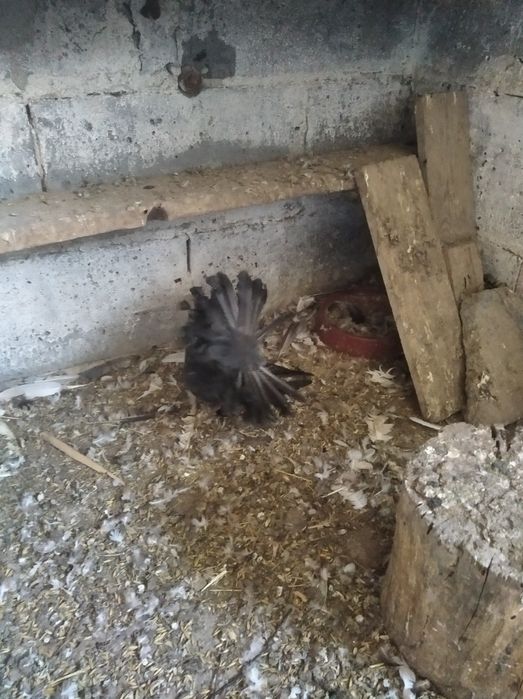 Gołębie pawiki i jejskie
