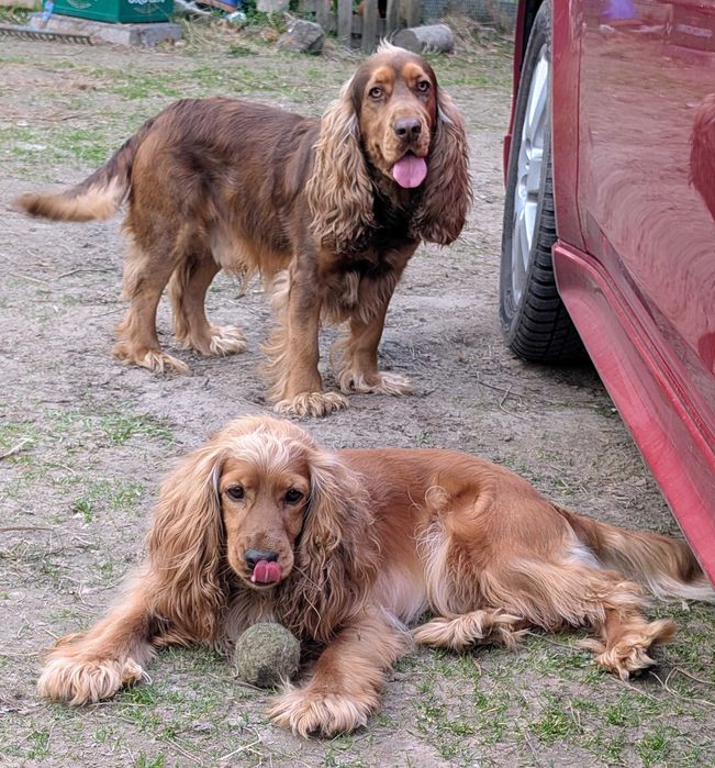 Cocker spaniel angielski