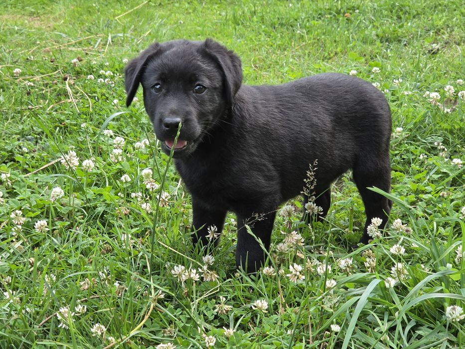 Labrador retriever  szczenię  z metrykę