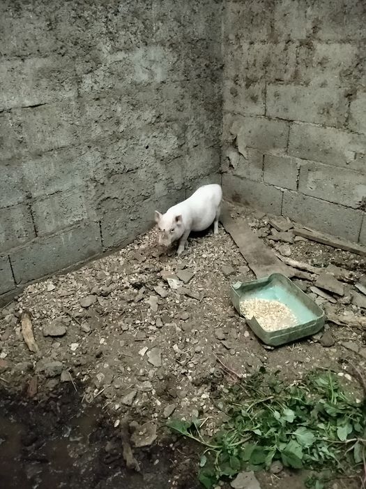 Vende se leitão de boa qualidade